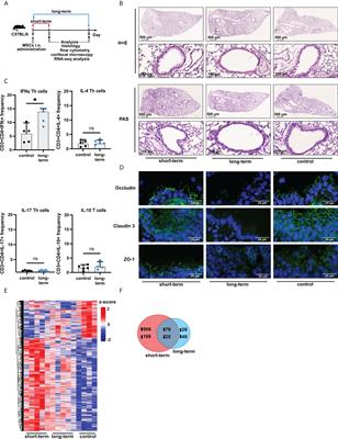 The short-term and long-term effects of intranasal mesenchymal stem cell administration to noninflamed mice lung